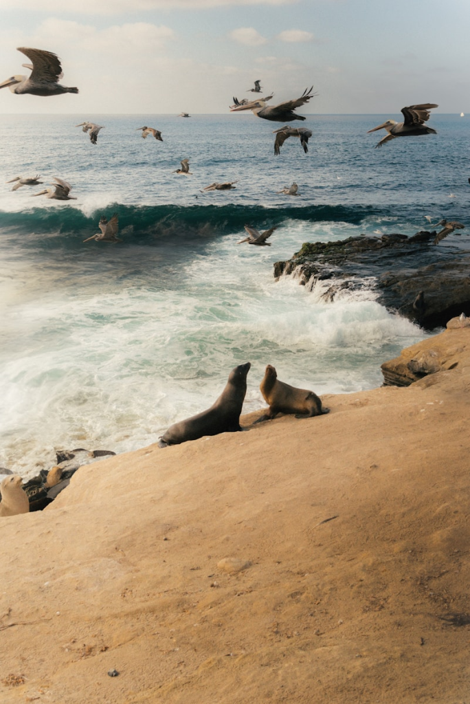 Rent a Home in Beautiful San Diego